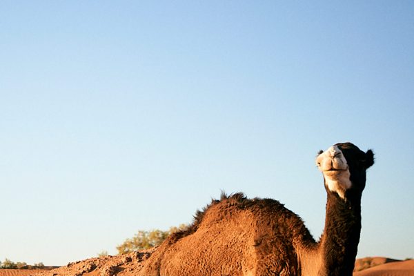 zwin-viaggi-in-marocco